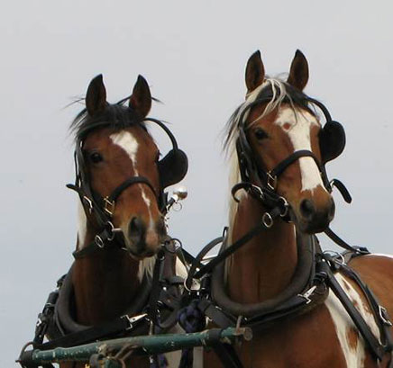 Two Harness Horses