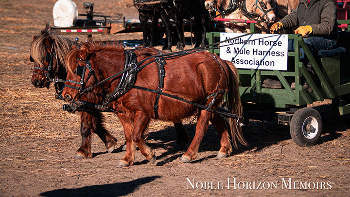 Wagons, Horses and Riders
