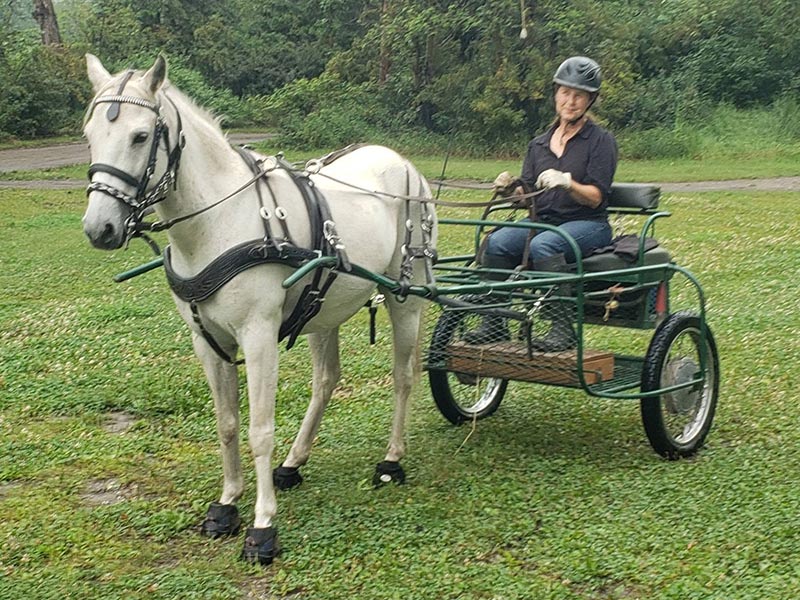 Beautiful White Horse in Harness