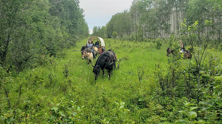 Wagons, Horses and Riders