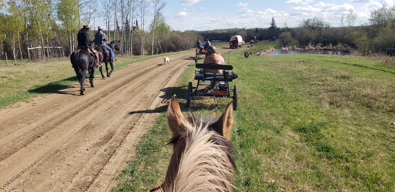 Cowboy with Horse Team