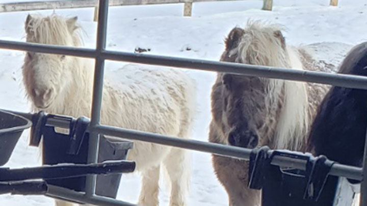 Wagons, Horses and Riders