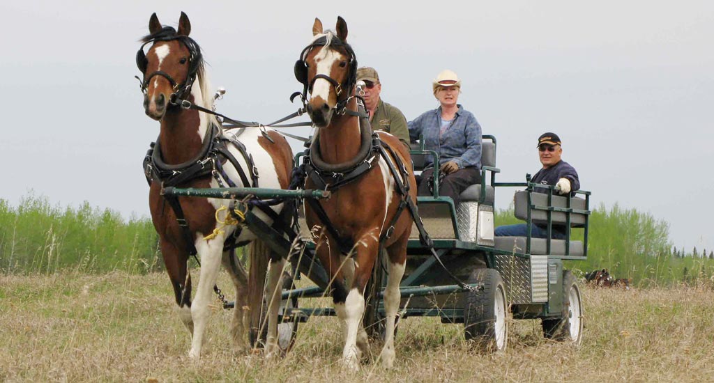 Team of Canadian Pintos