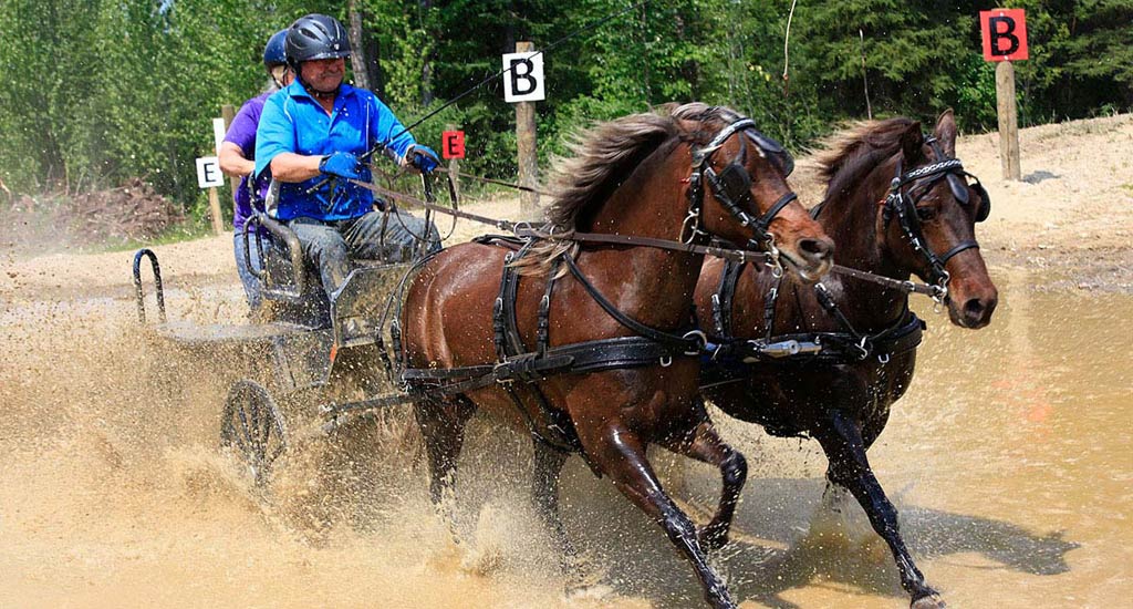 Ponies Competing Through Water