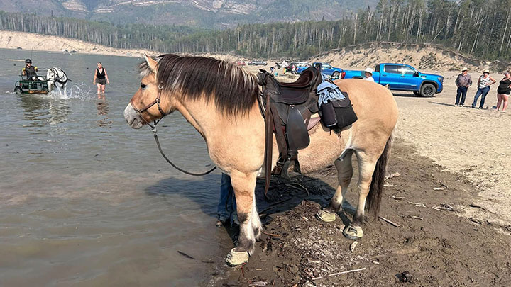 Wagons, Horses and Riders