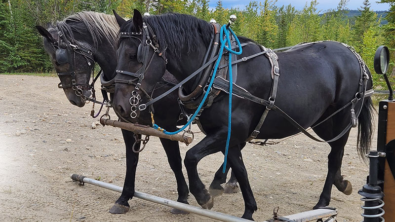 Two Grey Horses Hitching Up