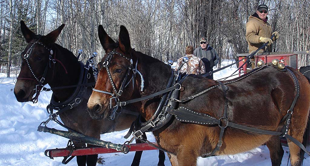 Team of Mules Resting